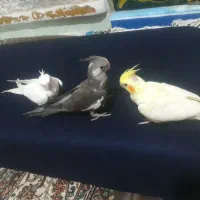 جوجه عروس