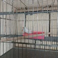 فنچ و مرغ عشق