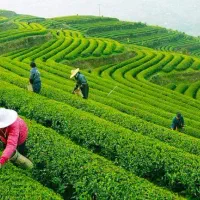 سریداری باغ چای