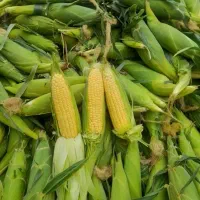 ذرت مکزیکی شیرین روزگاری