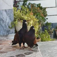 کبوتر