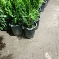 خدمات تخصصی کشاورزی، فضای سبز روف گاردن ،باغبانی|خدمات باغبانی و درختکاری|اصفهان, بهار آزادی|دیوار