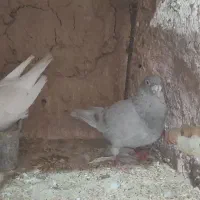 ساعت طرح سوسکی