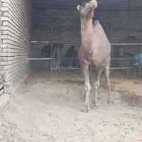 میش بره بره ها و شتر همه وزن موجود