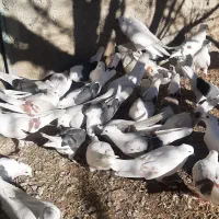 یه کله کفتر|پرنده|سیلاخور, |دیوار