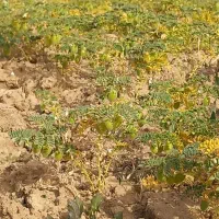 فروش نخود سرپایی روستای خان آباد