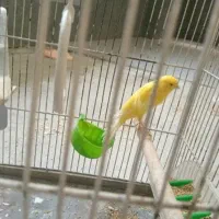 قناری ماده رسمی بلندتازه ازلک دراومده