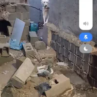 سگ ژرمن شپردمعاوضه ای قیمت 2ملیون