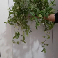 گلهای زیبا|گل و گیاه طبیعی|کوهدشت, |دیوار