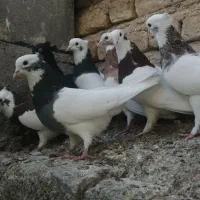 کبوترکفترطوقی|پرنده|فسا, |دیوار