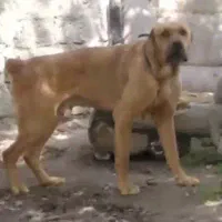 سگ افغان وارداتی نر نگهبان سرابی خراسانی الابای