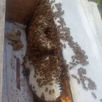 زنبور عسل فروشی تعداد محدود....