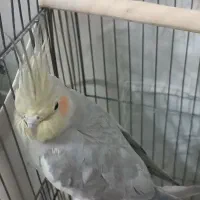 عروس هلندی نر و ماده|پرنده|سبزوار, امیر کبیر|دیوار