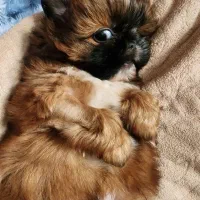 شیتزو مالتیز