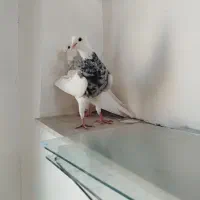 نرو ماده طوقی بسیار عالی