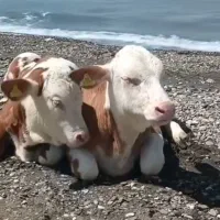 ارسال گوساله قصابی