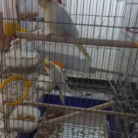 عروس هلندی نر و ماده