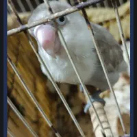 کوتولهبرزیلیمعاوضهمیکنمباعروسهلندینر