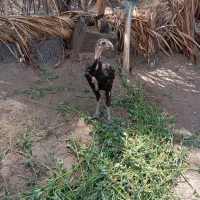 ایرانشهر کلینیک حسن خانی