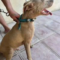 سگ امریکن|سگ|اهواز, کیانپارس |دیوار