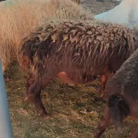 بره نر|حیوانات مزرعه|بابل, |دیوار