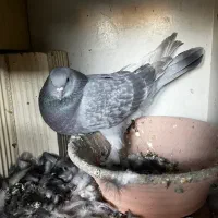 گرفته غروب|حیوانات|کرمانشاه, |دیوار