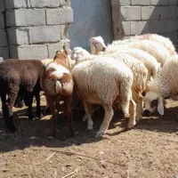 بره نر چینی ومحلی بز کهره نرنری معاوضه باپژومزدا|حیوانات مزرعه|سیرجان, |دیوار