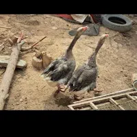 غاز نروماده