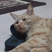 گمشده مژدگانی