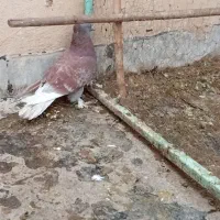 رواعب|پرنده|قم, شاه سید علی|دیوار