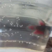 فایتر|ماهی|همدان, |دیوار