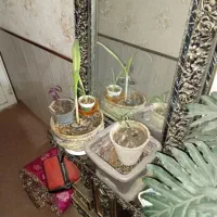 آینه و شمدان