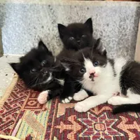 بچه گربه