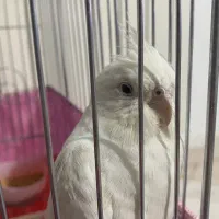 عروس هلندی سه تا عروس هلندی|پرنده|ری, علایین|دیوار