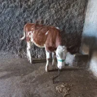 گوساله ماده سیمیتال