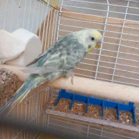 یک جفت مرغ عشق