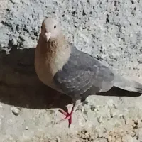 کبوتر در پرنده