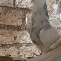 طوقی هفترنگ|پرنده|باغ بهادران, |دیوار