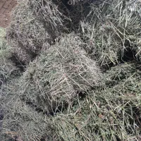 یونجه درجه یک