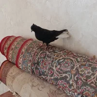 کفتر دمی بهبونی|پرنده|شیراز, دروازه قران|دیوار