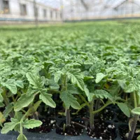 بذر f1 گوجه فرنگی ۸۰۲۰،صادراتی و پربار مشابه ۸۳۲۰|خدمات باغبانی و درختکاری|مشهد, احمدآباد|دیوار