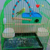 پرنده ی مرغ عشق