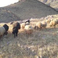 ۵۱ راس میش وبره مال داشتی و مالچه همه شیشکی|حیوانات مزرعه|کوهدشت, |دیوار