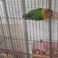 یک جفت کوتوله برزیل مو.ل.د|پرنده|اصفهان, گلزار|دیوار