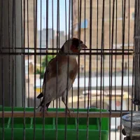 یه سره ۲ساله نیم قواره داره زیبا