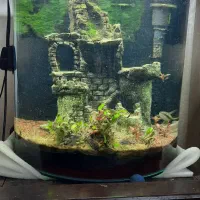 آکواریوم با گیاه طبیعی