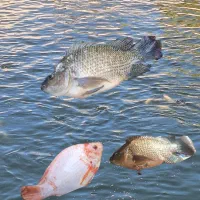 فروش ماهی تیلا پیا میانگین وزن900گرم