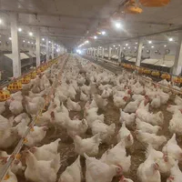 تکمیل کادر پرسنلی در مزرعه مرغ مادر