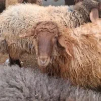 دامداری افشار گوسفند زنده کل نقاط مشهد|حیوانات مزرعه|مشهد, نوید|دیوار