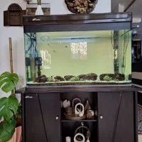 اکواریوم شیشه خم شرکتی